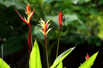 Papier peint  Bird of Paradise flower (Strelitzia reginae) in green background, Puerto De La Cruz, Tenerife