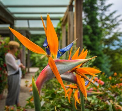 Papier peint  Bird of Paradise Flower (Strelitzia Reginae) in the Garden of Trauttmansdorff Castle, Merano (Meran), South Tyrol, Italy. Blurred background