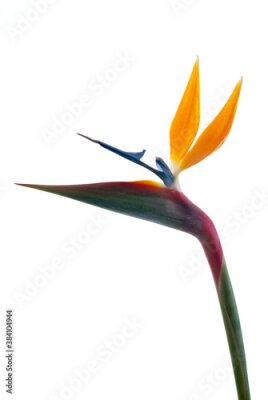 Papier peint  Bird of paradise flower (Strelitzia reginae) isolated on white b
