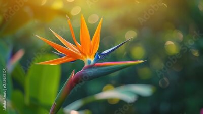 Papier peint  Bird of paradise flower Strelitzia reginae. natural background