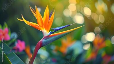 Papier peint  Bird of paradise flower Strelitzia reginae. natural background