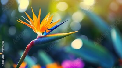 Papier peint  Bird of paradise flower Strelitzia reginae. natural background