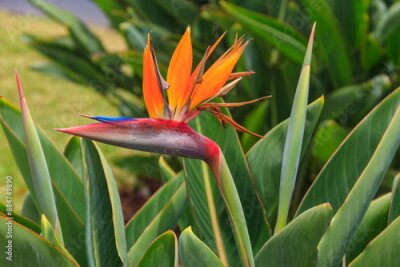 Papier peint  Bird of paradise flower (Strelitzia reginae) of Madeira Island, Portugal.
