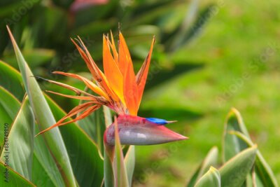 Papier peint  Bird of paradise flower (Strelitzia reginae) of Madeira Island, Portugal.