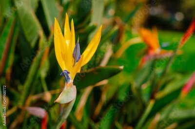 Papier peint  Bird of Paradise flower (Strelitzia reginae) on grean leaves background. Close up