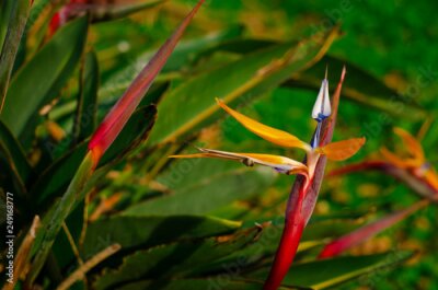Papier peint  Bird of Paradise flower (Strelitzia reginae) on grean leaves background. Close up