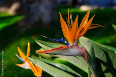 Papier peint  Bird of Paradise flower (Strelitzia reginae) on grean leaves background. Close up