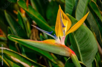 Papier peint  Bird of Paradise flower (Strelitzia reginae) on grean leaves background. Close up