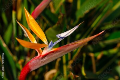 Papier peint  Bird of Paradise flower (Strelitzia reginae) on grean leaves background. Close up