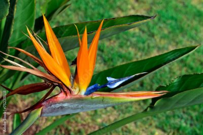 Papier peint  Bird of paradise flower (Strelitzia reginae) on tropical garden