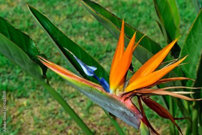 Papier peint  Bird of paradise flower (Strelitzia reginae) on tropical garden