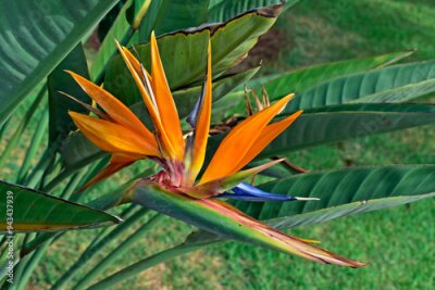 Papier peint  Bird of paradise flower (Strelitzia reginae) on tropical garden