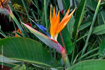 Papier peint  Bird of paradise flower (Strelitzia reginae) on tropical garden