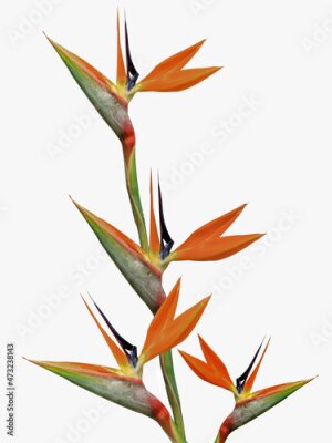 Papier peint  Bird of paradise flower (Strelitzia reginae) on white background