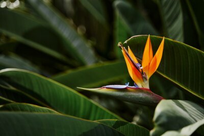 Papier peint  Bird of paradise flower. Strelitzia reginae plant.