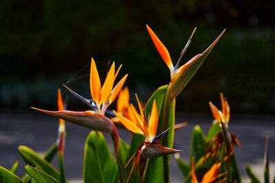 Papier peint  Bird of paradise flower. Strelitzia reginae plant.