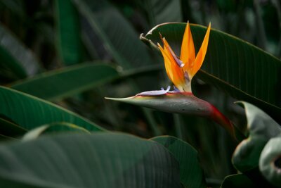 Papier peint  Bird of paradise flower. Strelitzia reginae plant.