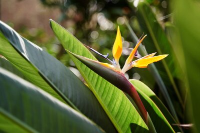 Papier peint  Bird of paradise flower. Strelitzia reginae plant.