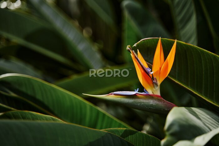 Papier peint  Bird of paradise flower. Strelitzia reginae plant.