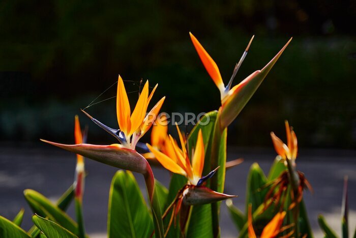 Papier peint  Bird of paradise flower. Strelitzia reginae plant.