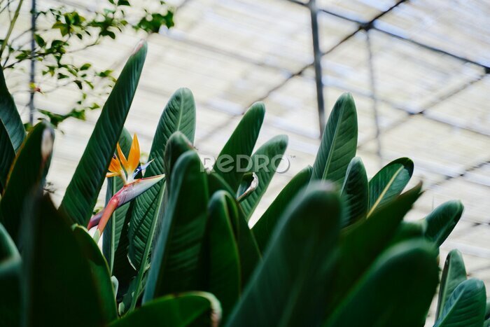 Papier peint  Bird of paradise flower. Strelitzia reginae plant.