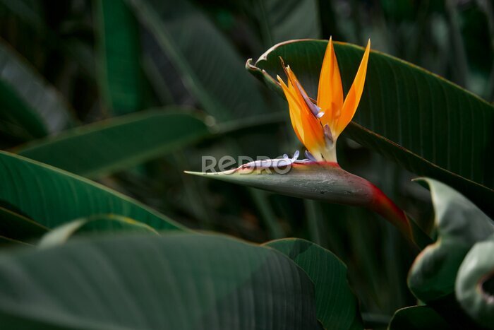 Papier peint  Bird of paradise flower. Strelitzia reginae plant.