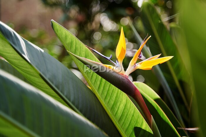 Papier peint  Bird of paradise flower. Strelitzia reginae plant.