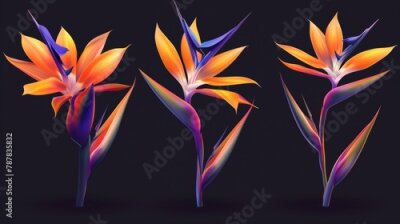 Papier peint  Bird of paradise flower, Strelitzia reginae, realistic illustration. Exotic flower with orange and purple petals from different views isolated on dark background.