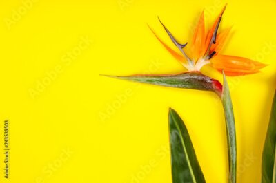Papier peint  Bird of Paradise flower Strelitzia reginae space for text