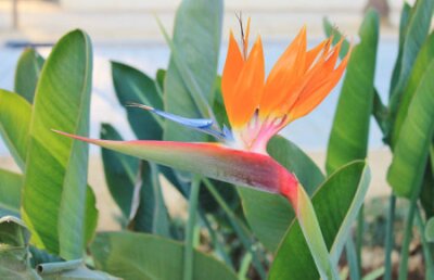Papier peint  bird of paradise flower  Strelitzia reginae  - Stock Photo