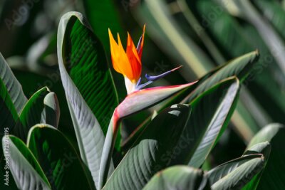 Papier peint  Bird of paradise flower, Strelitzia Reginae. Tropical flower in bloom