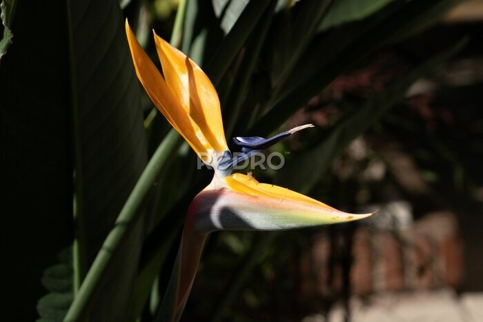 Papier peint  Bird of paradise flower (Strelitzia reginae) under sunlight