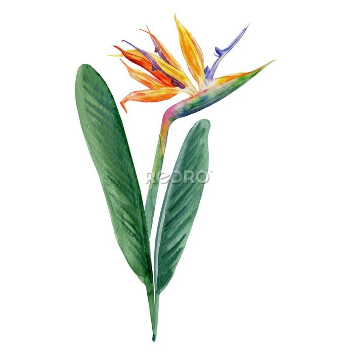 Papier peint  Bird of paradise flower, Strelitzia reginae, watercolor crane flower hand drawn botanical illustration isolated on white backdrop, exotic tropical plant Strelicia for design cosmetic, greeting card