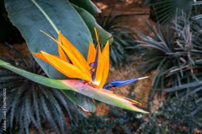 Papier peint  Bird of paradise flower (Strelitzia reginae), with with a tuft of orange and blue feathers on its head, Gardens by the Bay, Singapore.