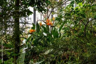 Papier peint  Bird of paradise flower. Strelitzia reginae. wonderful world of plants. Botanical Garden.