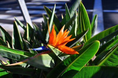 Papier peint  Bird of paradise flower (Strelitzia reginae)
Planta ave del paraíso
Santa Cruz de Tenerife
Canary Islands