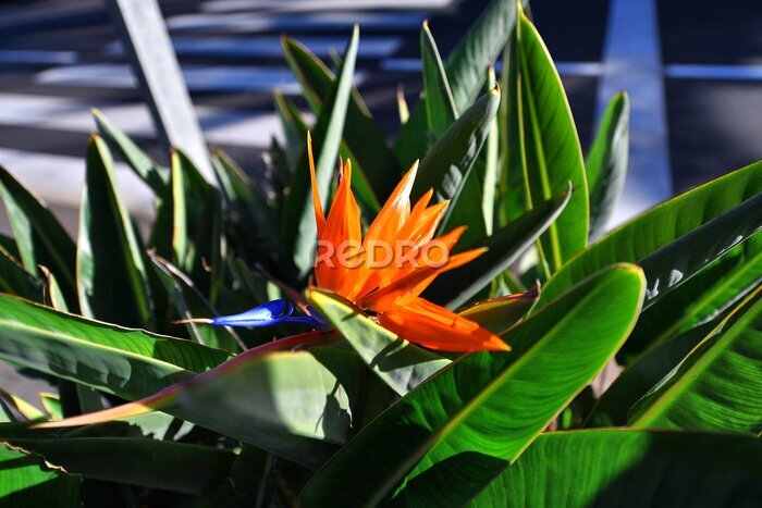 Papier peint  Bird of paradise flower (Strelitzia reginae)
Planta ave del paraíso
Santa Cruz de Tenerife
Canary Islands