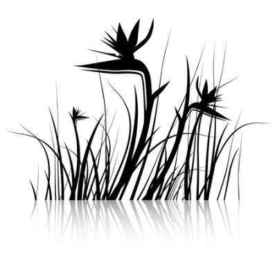 Papier peint  Bird of Paradise Flower (Strelitzia) Silhouette in Black and White