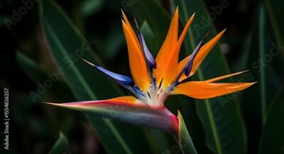 Papier peint  Bird of paradise flower, Strelitzia, Strelitzia reginae, Bird of Paradise Flower Close-Up