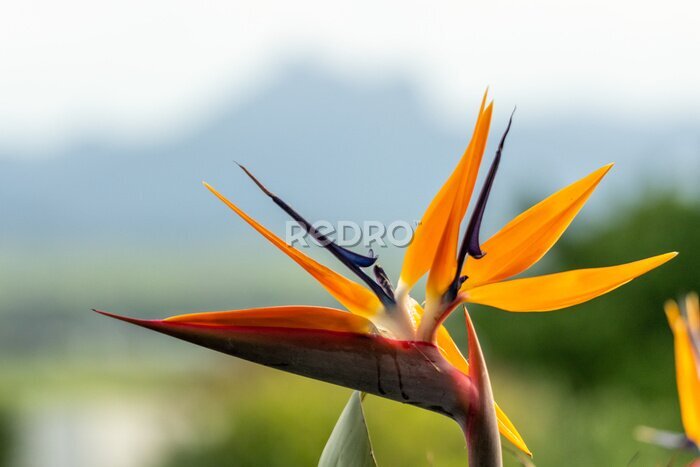 Papier peint  Bird of paradise flower (Strelitzia) with bright orange beautiful colours and blurred background. 