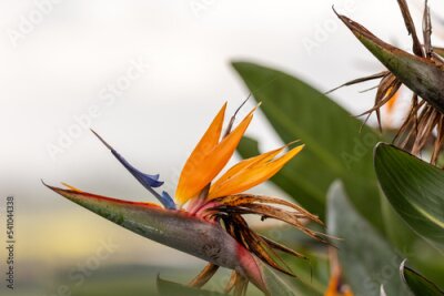 Papier peint  Bird of paradise flower (Strelitzia) with bright orange beautiul colours and blurred background. 