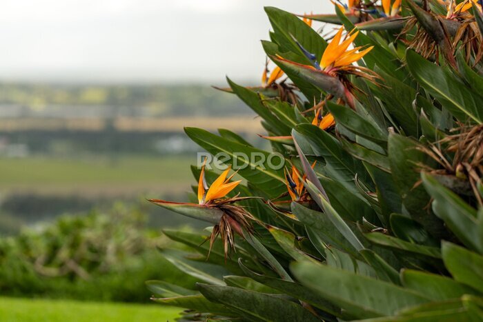Papier peint  Bird of paradise flower (Strelitzia) with bright orange beautiul colours and blurred background. 