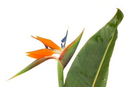 Papier peint  Bird of paradise flower  Strelitzia  with leave isolated on white bacground