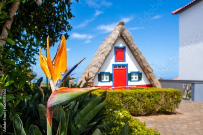 Papier peint  Bird of paradise flower (Strelitzia) with traditional house in Santana on background, Madeira island, Portugal
