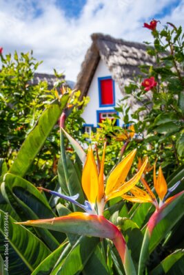 Papier peint  Bird of paradise flower (Strelitzia) with traditional house in Santana on background, Madeira island, Portugal