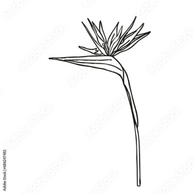 Papier peint  Bird of paradise flower tropical strelitzia line art for design of card or invitation, scrapbook. Vector hand drawn illustration,isolate on white background.