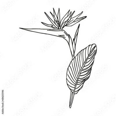 Papier peint  Bird of paradise flower tropical strelitzia with leaves  for design of card or invitation, scrapbook. Vector hand drawn illustration,isolate on white background
