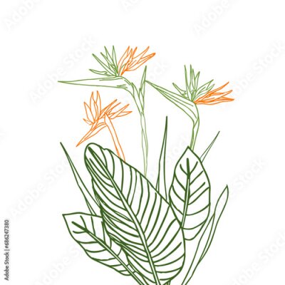 Papier peint  Bird of paradise flower tropical strelitzia with leaves line art for design of card or invitation, scrapbook. Vector hand drawn illustration,isolate on white background.