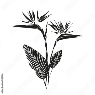 Papier peint  Bird of paradise flower tropical strelitzia with leaves silhouette for design of card or invitation, scrapbook. Vector hand drawn illustration,isolate on white background.