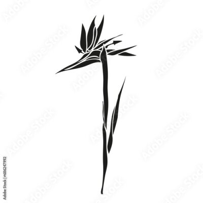 Papier peint  Bird of paradise flower tropical strelitzia with leaves silhouette for design of card or invitation, scrapbook. Vector hand drawn illustration,isolate on white background.